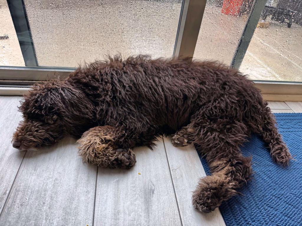 Standard poodle lying next to door